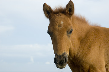 Image showing Foal