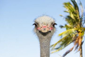 Image showing Ostrich