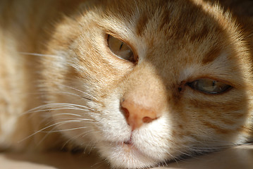 Image showing lillo ginger cat