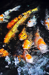 Image showing Koi Fish