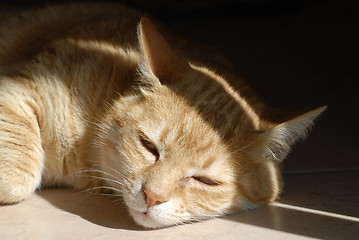 Image showing sleepy ginger cat