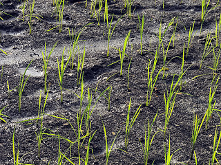 Image showing Ricefield