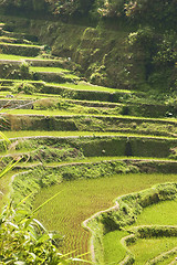 Image showing Rice Paddies