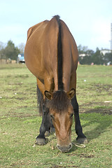 Image showing Brown Horse