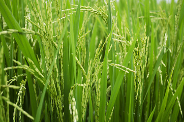 Image showing Rice Stalks