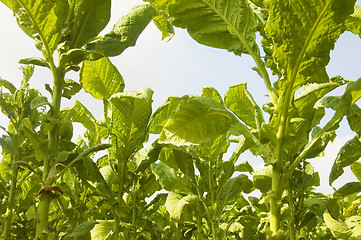 Image showing Tobacco Plantation