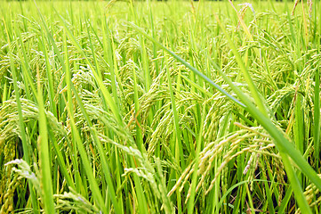 Image showing Rice Stalks