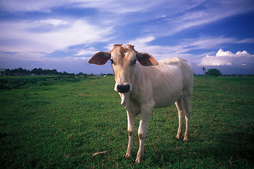 Image showing Cow