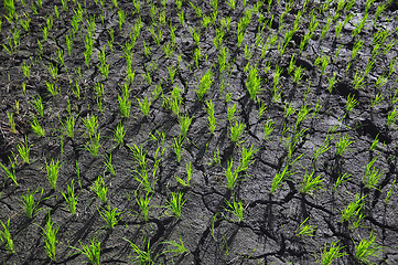 Image showing Ricefield