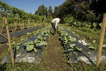 Image showing Vegetable Farmer