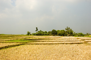 Image showing Dry Field