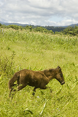 Image showing Foal