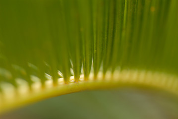 Image showing Green natural pattern.