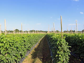 Image showing Vegetable Farm