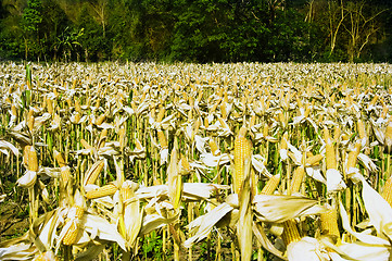 Image showing Corn