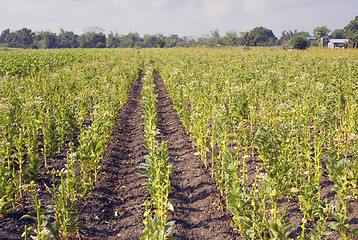 Image showing Tobacco Plantation