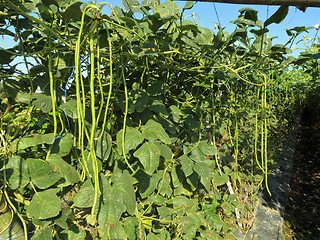 Image showing Vegetable Farm