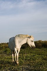 Image showing White Horse