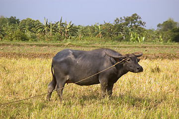 Image showing Philippine Carabao