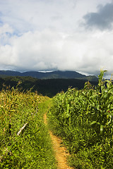 Image showing Corn Crop