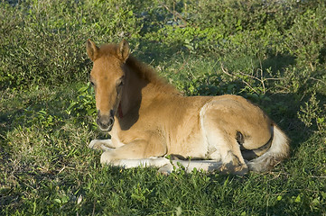 Image showing Foal