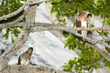 Image showing Night Heron