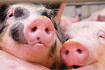 Image showing Pigs