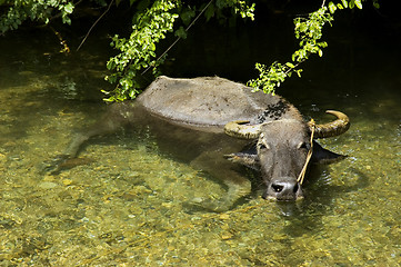 Image showing Carabao