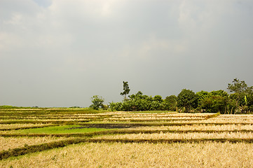 Image showing Dry Field