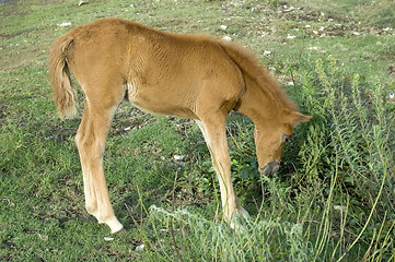 Image showing Foal