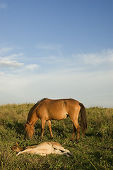 Image showing Brown Horse