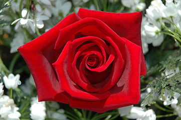 Image showing red rose