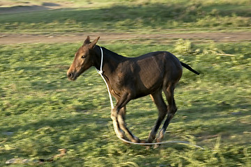 Image showing Foal