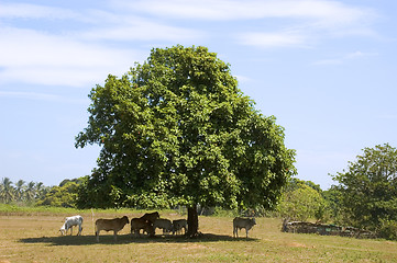 Image showing Cows in shade