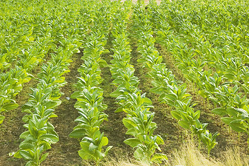 Image showing Tobacco Plantation