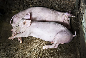 Image showing Pigs