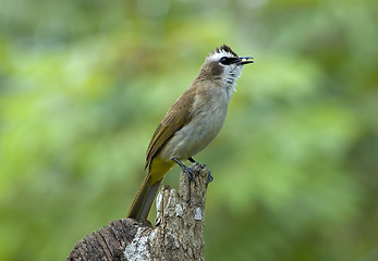 Image showing Bird