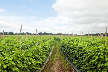 Image showing Vegetable Farm