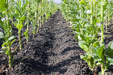 Image showing Tobacco Plantation