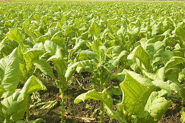 Image showing Tobacco Plantation