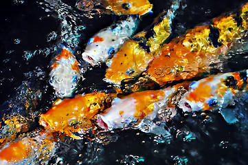 Image showing Koi Fish