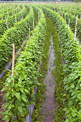 Image showing Vegetable Farm