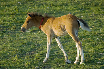 Image showing Foal