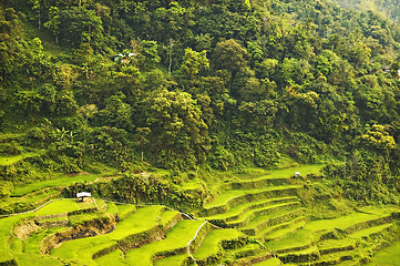 Image showing Rice Paddies