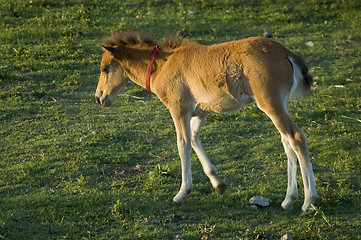 Image showing Foal