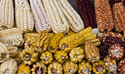 Image showing Corn