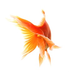 Image showing goldfish