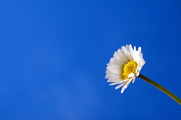 Image showing daisy under blue spring sky