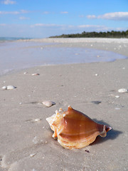 Image showing Beautiful sandy beach and shell