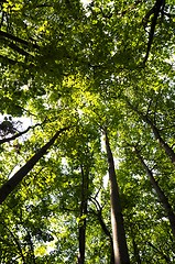 Image showing trees in the woods